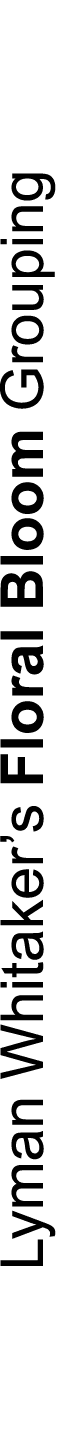 Lyman Whitaker’s Floral Bloom Grouping
